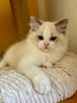 Ragdoll s PP k rezervaci