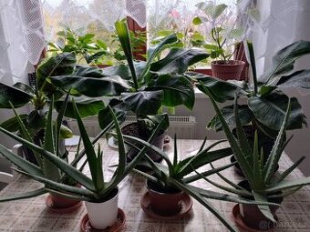 PRODÁM 3 KUSY BANÁNOVNÍKŮ A 4 KUSY ALOE VERA LÉČIVÉ