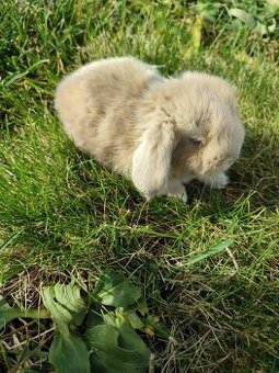 Zakrslý králíček beránek