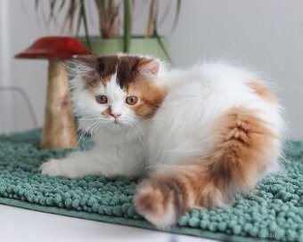 Britská dlouhosrstá koťátka právě k odběru.