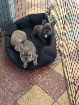 Francouzský buldoček