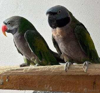 Pár Alexandr Čínsky