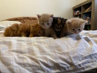 Mainská mývalí koťátka bez PP - 1