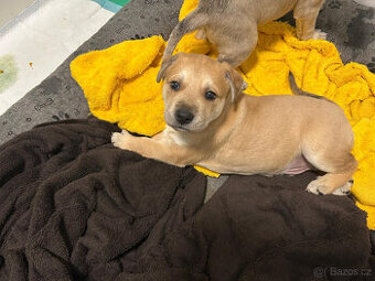Prodám krásného pejska - kříženec