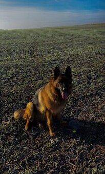 Nemecky ovčák fena s pp