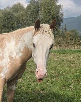 Výjimečná klisna APH