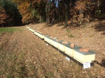 Vyzimovana včelstva, oddělky, včely