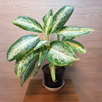 Aglaonema Green Anouk