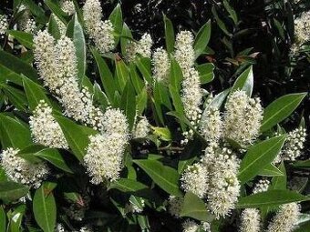 Sazenice bobkovišně