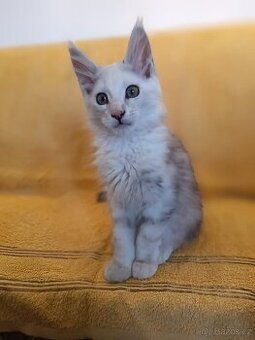 Mainská mývalí s PP