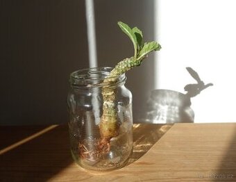 Sukulent, Dorstenia foetida
