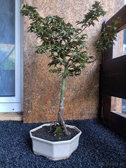Bonsaj, bonsai Javor