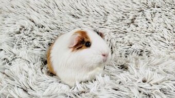 Morče, Morčátko, Morčátka, Morčata - BETTY