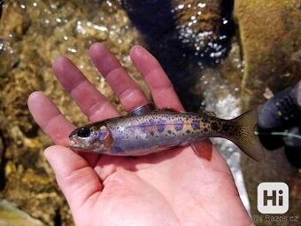 Násada pstruh duhový 15cm, odběh ihned