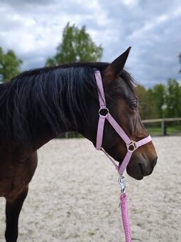 Svezení a výuka na pony klisně