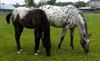 Appaloosa roční klisna - HOMOZYGOT na černou a LP
