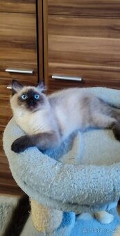 Ragdoll kocourek