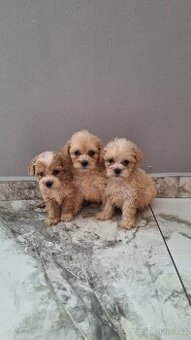 Maltipoo - 1