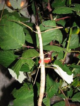 Phaenopharos khaoyaiensis