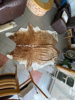 Pravá kůže z krávy