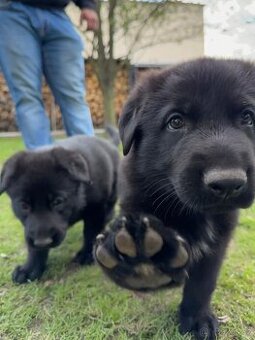 Štěňata německého ovčáka bez PP