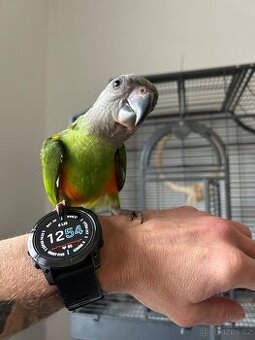 Dokrmený papoušek senegalský