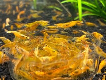 Krevetky žluté Yellow Fire