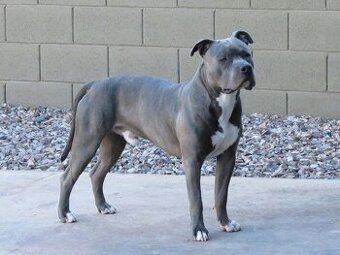 Americký stafordšírský teriér modrý