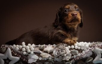 Trpasličí dlouhosrstý jezevčík