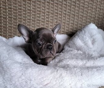 Francouzský buldoček