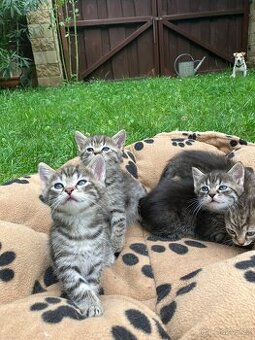 Kotě mainské mývalí