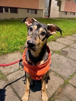 Daruji štěně křížence