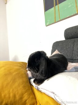 králíček - Šáša