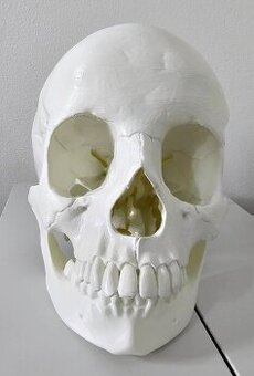 REALISTICKÝ model lidské lebky, 3D tisk