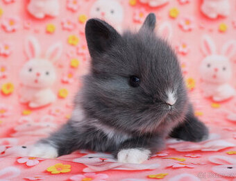 Zakrslí krátkouchý králíčci lví s VP .