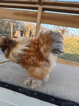 Hedvabnicka USA kohoutek