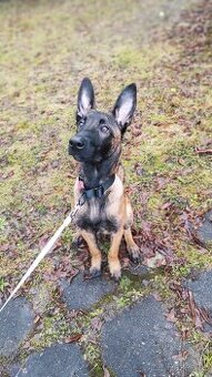 Belgický ovčák -fenka