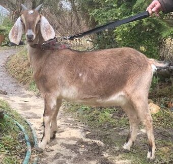 Anglonubijská kozička vysokoprocentní