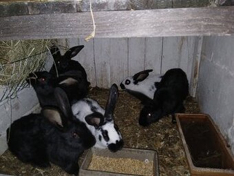 Prodám kralíky na chov