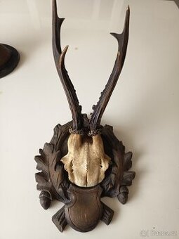 Starožitné srnčí parohy