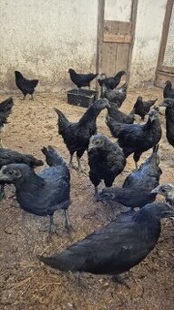 Kuřata Ayam Cemani