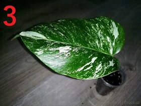 Monstera deliciosa albo variegata - stonkový řízek