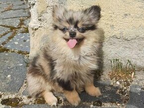 Nádherný Pomeranian - Black Merle s PP