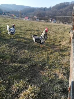VLASKA EXCHEQUER nasadova vejce