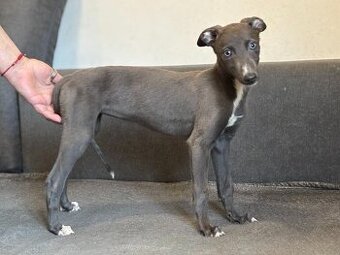 greyhound - štěňata - 1