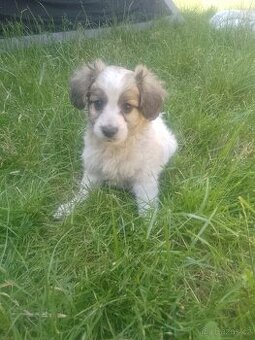 Kavalír king Charles Španěl