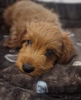 Maltipoo