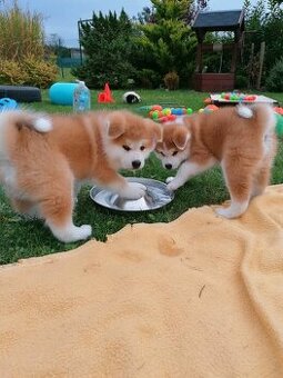 Akita inu