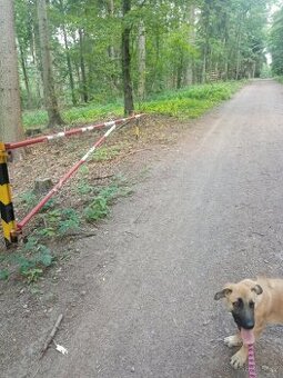 Prodám štěně křížence VlčákxRidgback