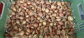 Žlutá cibule - 1